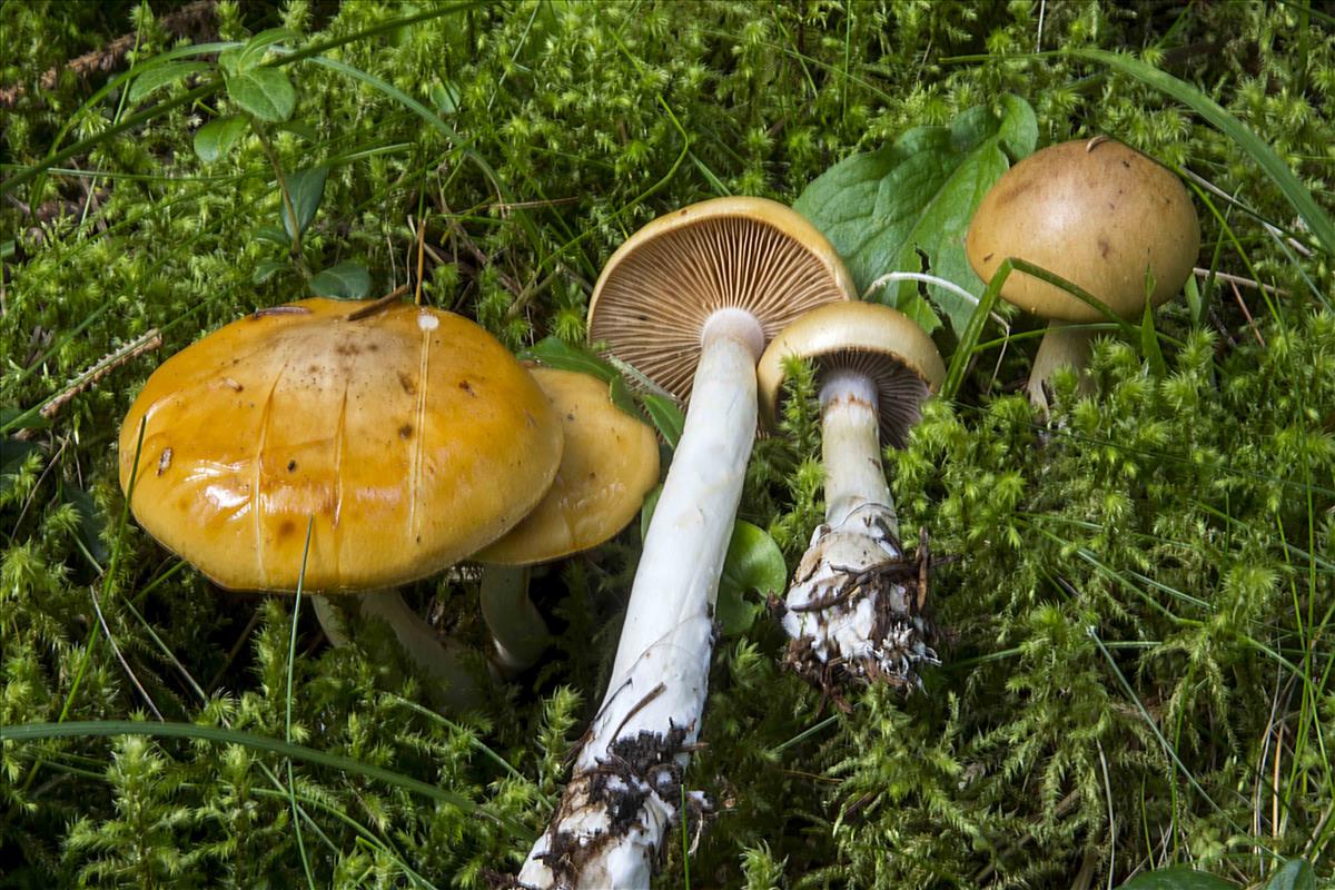 Cortinarius delibutus (door Nico Dam)